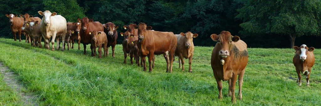 découvrez le rôle, la composition et les missions du comité d'entreprise, un organe clé pour le dialogue social et la représentation des salariés au sein des entreprises.